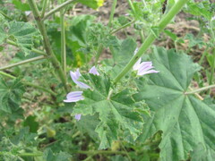 Malva multiflora