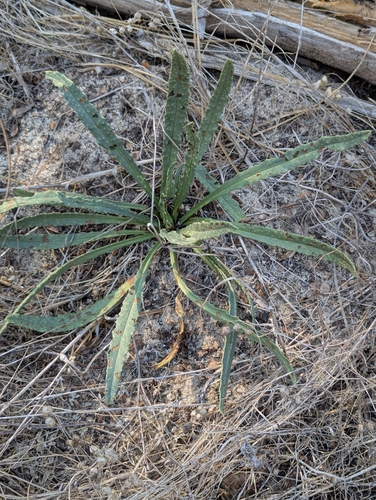 Anchusa calcarea (Anchusa calcarea)