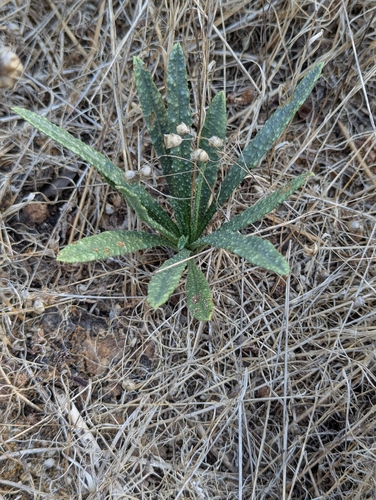 Anchusa calcarea, photograph 2