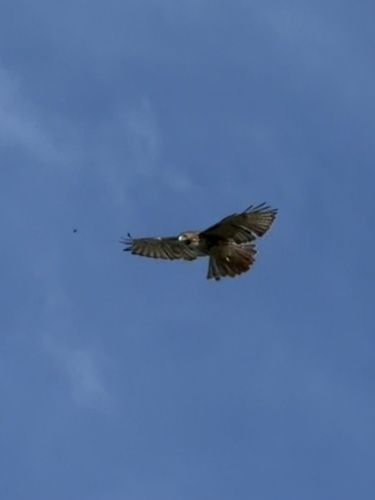 Red-tailed Hawk