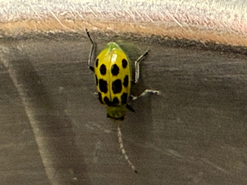 Spotted Cucumber Beetle