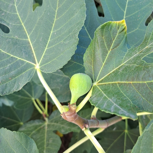 common fig