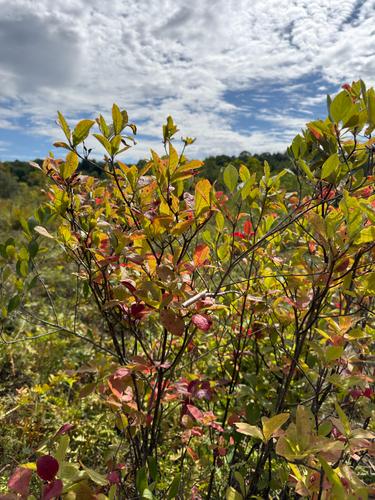 Rhododendron roseum observed 2026-09-23