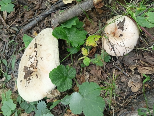 Downy milk cap