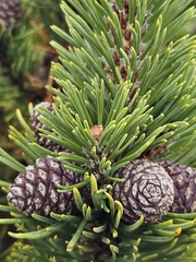 (c) Helen Waterman, some rights reserved (CC BY) Pinus mugo, photograph (c) Helen Waterman, some rights reserved (CC BY)