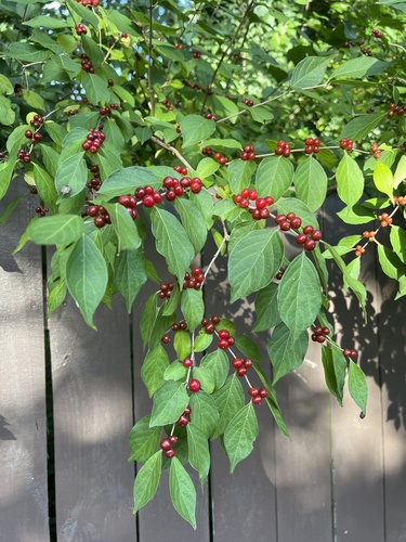 Amur honeysuckle