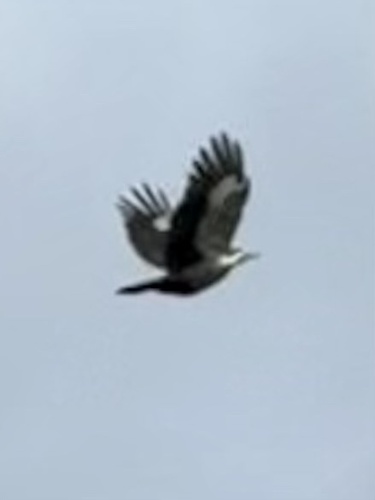 Pileated Woodpecker