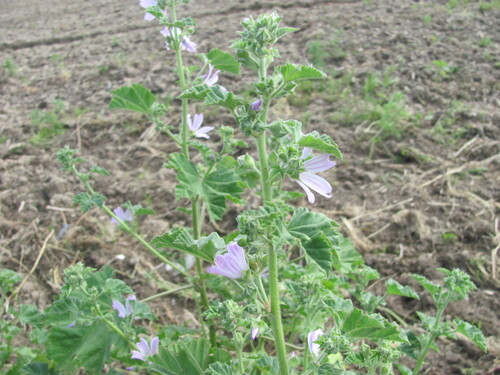 Malva multiflora, photograph 2