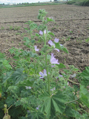 Malva multiflora, photograph 1