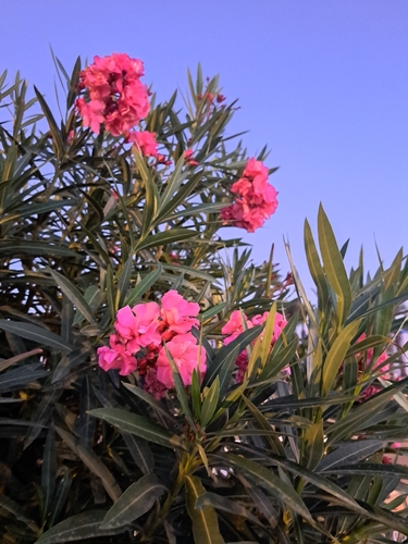 oleander