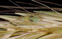 Damioscea komaroffii