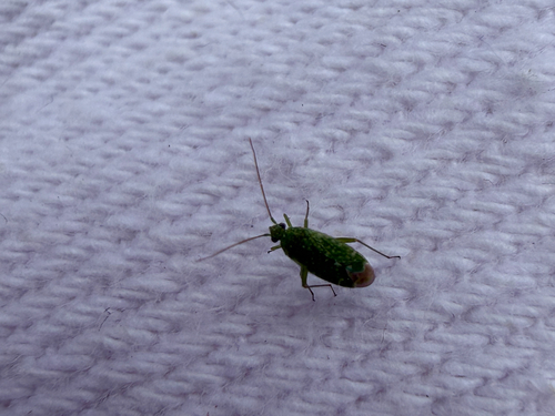 Plant bug (Orthotylus flavosparsus) photo 3