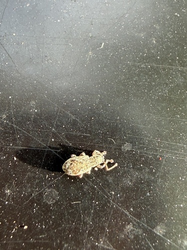 Peach Root Weevil