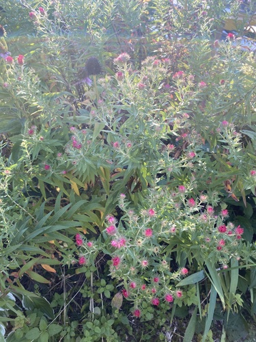 New England aster