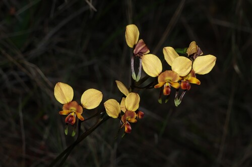 Diuris orientis, photograph 2