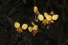 (c) Greg Tasney, some rights reserved (CC BY-SA) Diuris orientis, photograph (c) Greg Tasney, some rights reserved (CC BY-SA)