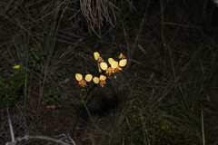 (c) Greg Tasney, some rights reserved (CC BY-SA) Diuris orientis, photograph (c) Greg Tasney, some rights reserved (CC BY-SA)