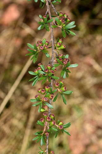 Image of Yarra Burgan (Kunzea leptospermoides) by (c) Chris Lindorff, some rights reserved (CC BY)
