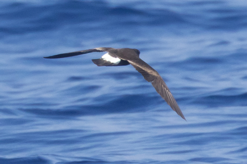 Oceanodroma castro observed 2026-09-22