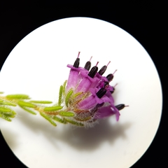 Erica barbigeroides