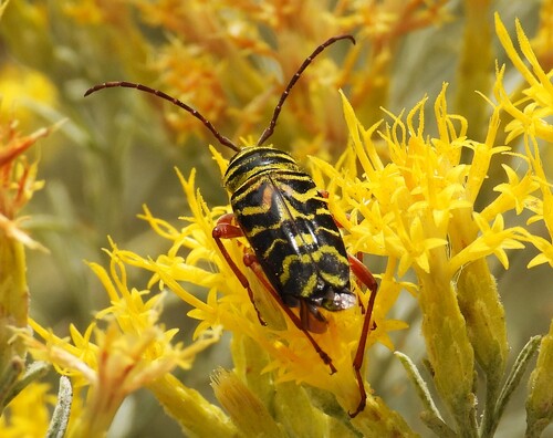 Locust Borer