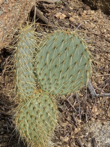 Opuntia chlorotica, photograph 3