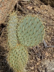 Opuntia chlorotica, photograph (c) Jo Roberts, some rights reserved (CC BY)