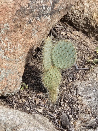Opuntia chlorotica, photograph 4