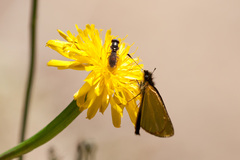 Argopteron