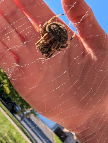 Spotted Orbweaver