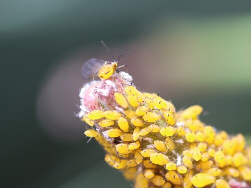 Oleander Aphid