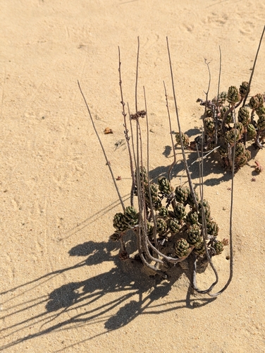 Petrosedum sediforme, photograph 2