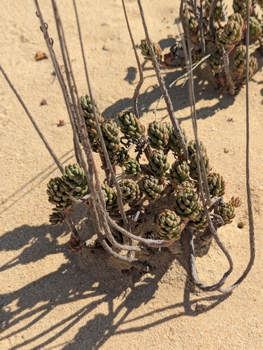 Petrosedum sediforme, photograph 3