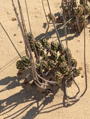 Petrosedum sediforme, photograph (c) Dmitry Trutsko, some rights reserved (CC BY)