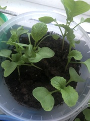 Raphanus sativus radicula