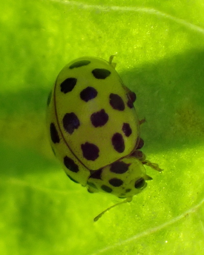 22-spot Ladybird