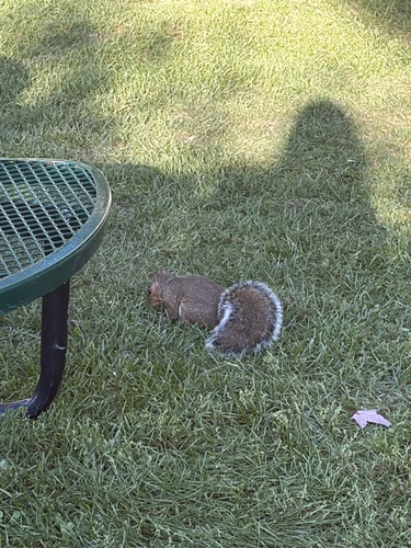 Eastern Gray Squirrel