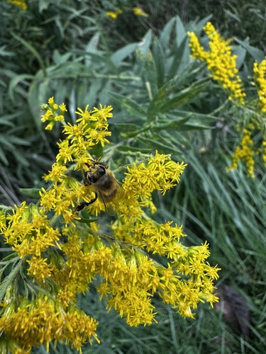 Western Honey Bee