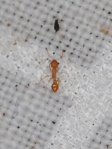 Cardiocondyla wroughtonii observed 2026-09-22