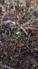 Polygonum californicum