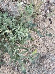 (c) Jo Roberts, some rights reserved (CC BY) Comandra umbellata, photograph (c) Jo Roberts, some rights reserved (CC BY)