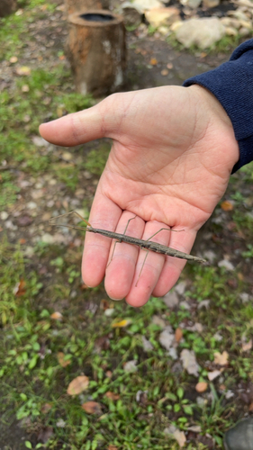 Northern Walkingstick