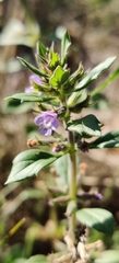 Clinopodium acinos, photograph (c) Ondřej Křivan, some rights reserved (CC BY)