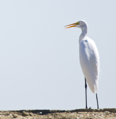 Great Egret