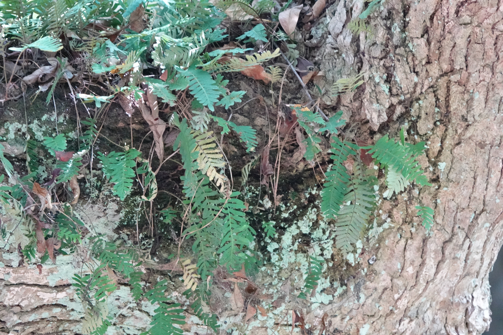 Pleopeltis michauxiana; photograph (c) V. Ross Johnson, some rights reserved (CC BY-SA)