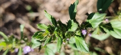 Clinopodium acinos, photograph (c) Ondřej Křivan, some rights reserved (CC BY)
