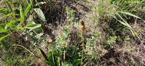 Clinopodium acinos, photograph 4