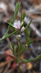 Polygonum californicum
