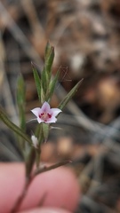 Polygonum californicum