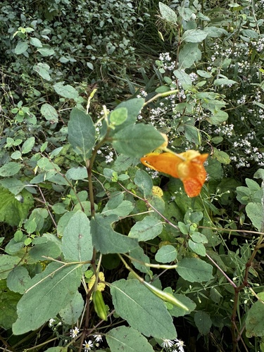 common jewelweed
